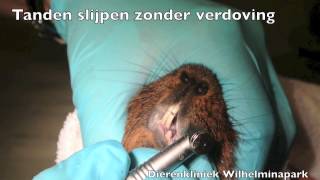 Cavia tanden slijpen zonder verdoving [upl. by Yenhoj]