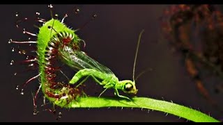 Top 10 Carnivore Plants That Eat Animals  Carnivorous plants  Meateating plants  Techbye World [upl. by Eerpud147]