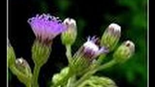 Vernonia cinereaMonarakudumbiyaironweed [upl. by Corette369]