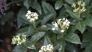 Viburnum tinus eve price  planteztopfr [upl. by Selbbep]