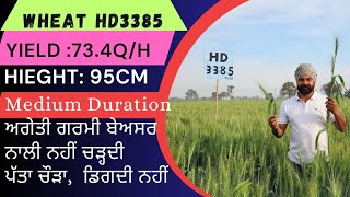 Hd 3385 wheat variety field and farmer feedback [upl. by Akemhs]