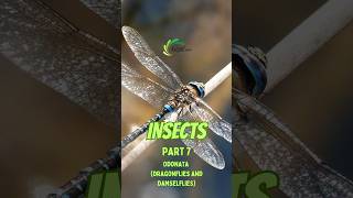 Odonata Dragonflies and Damselflies  Insects Part 7 animal insects [upl. by Vicky627]