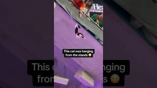 This cat was hanging from the stands 😳 cat explore catlover science straycat cats catvideos [upl. by Ailem]