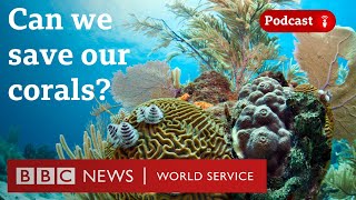 How scientists are hoping to save our coral reefs  The Climate Question podcast BBC World Service [upl. by Duma]