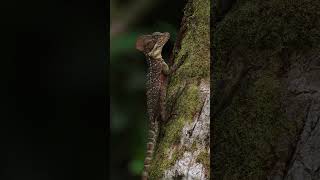 El Basilisco Común El Lagarto Acuático y Trepa Árboles shorts animalshorts naturaleza [upl. by Walden953]