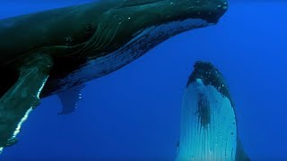 Two Beautiful Humpback Whales Dance  Animal Attraction  BBC Earth [upl. by Atikan]