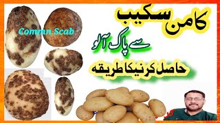 What is Common Scab amp Control of Potato Common Scab in Pakistan [upl. by Adihaj809]