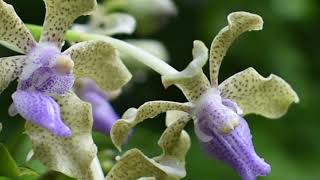 Vanda tessellata  WILD ORCHID IN SRI LANKA [upl. by Odranoel305]