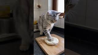 Eat scones today cat that can cook so cute that it explodes [upl. by Eveam]