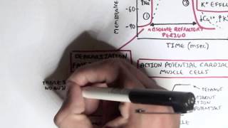 Cardiology  Heart Physiology II Muscle contraction and Pacemaker activity [upl. by Martguerita130]