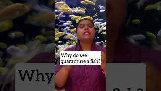 Why Quarantining Sick Fish is Essential for Your Aquarium  Full Video Uploaded  Aditee Kashikar [upl. by Eirallih777]