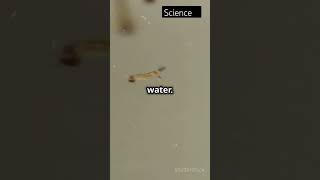 Life cycle of Mosquitos science facts factshorts dailyfacts travel [upl. by Nerret802]