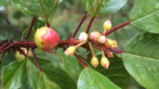 Educational videos on nature Alder buckthorn  fruit close up during rain  July 2017 [upl. by Millham]