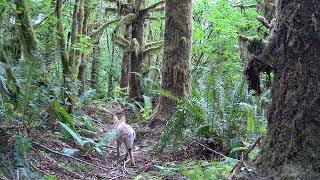 Meidase S3 Pro Trail Camera  I had this young coyote walk right by me [upl. by Gulick]