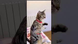 😂😺😂cat funny pets funnycats cute viralvideo viralshort animals catlover dogfunnyvideos [upl. by Nailimixam358]