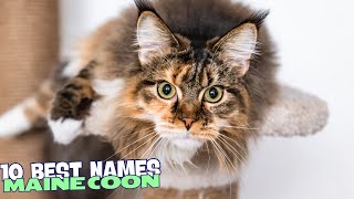 10 Best Names for Maine Coon Cats 🐾 [upl. by Siseneg]