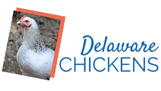 Delaware Chickens by Chickens For Backyards [upl. by Siegel]