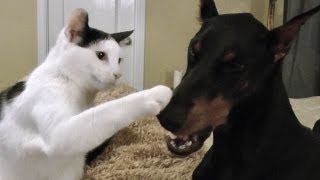 Pancake the kitten loves his Doberman [upl. by Hilel537]