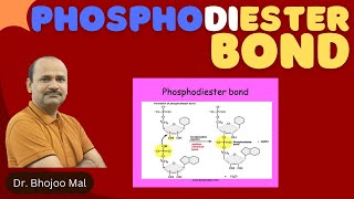 Phosphodiester bond  by Dr Bhojoo Mal [upl. by Som]