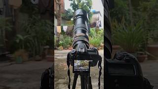 Nikon D7500 Photography in Backyard nikond7500 nikonphotography [upl. by Jahdai]