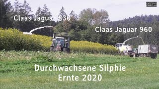 Ernte der Durchwachsenen Silphie  Claas Jaguar 960 und 830  LU Bücherl SOUND [upl. by Almallah]