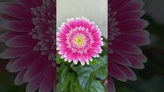 Gerbera flower  beautifulflower flowergarden gerberaflower 🌸🌸💖💖💖💖💖 [upl. by Anstice]