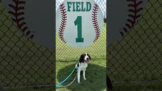 English Springer Spaniel Cooper [upl. by Rentsch]