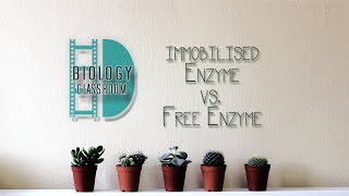 ALevel Biology  Experiment Immobilised enzyme vs free enzyme [upl. by Auehsoj]