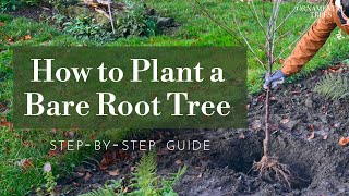 How to Plant a Bare Root Tree StepbyStep Guide  Tree 101 [upl. by Bocoj]