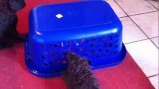 Nestje 2013  Week 7 video 1  Freonskip Australian Labradoodles [upl. by Zahara533]