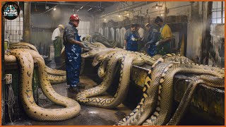 How A Farmer Makes 2 Million Dollars From Python Skin  Snake Farm  Processing Factory [upl. by Bortz]