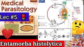 entamoeba histolytica microbiology 🛑🛑entamoeba histolytica life cycle parasitology microbiology [upl. by Anoynek]