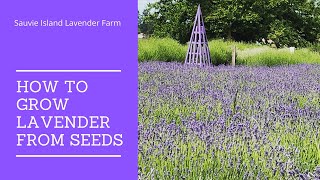 How to Grow Lavender from Seeds [upl. by Michal655]