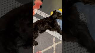 puppy schnauzer trending doglife [upl. by Joyce760]