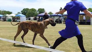 2024 Kyneton AG Show  Non Sporting Dogs [upl. by Neibaf]