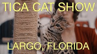 TICA Cat Show 2017 Highlights [upl. by Nomad]