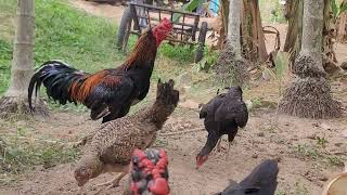 animals eating rice chicken chikens chickes animals hen [upl. by Allyson24]