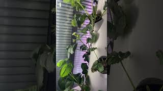 How to Grow Strawberries in Hydroponic Tower System？ [upl. by Gwyn433]