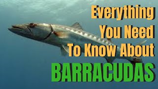 Everything you need to know about BARRACUDAS [upl. by Zelikow]