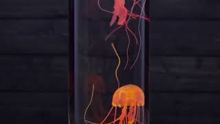 Jellyfish Aquarium Lamp Art Fantasy Moving Jelly Fish Lava LampsBest Christmas Decorations amp Gifts [upl. by Edita448]