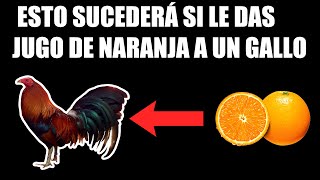 Para que sirve la Naranja en los Gallos 🔥  ESTO TE VA A SORPRENDER [upl. by Kotz]