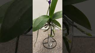 Grow Orchids in Water Only plantcare orchids plantlovers [upl. by Nylecoj656]