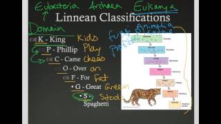 Linnaean Classification [upl. by Dnalkrik]