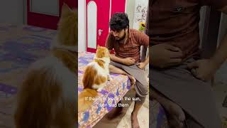 billu ka ek bccha black 🧐love comedy funny viral ytshorts shorts youtube song cutecat like [upl. by Kcirderf]