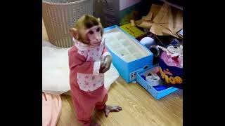 Baby monkey gets a spanking for making a mess 🙈🙊🙉 [upl. by Saerdna]