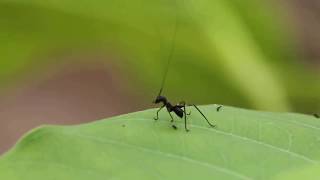 Antmimicking grasshopper [upl. by Hughie]