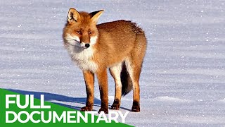 The Frozen Realm Wildlife in Winter  Free Documentary Nature [upl. by Ahsinac]