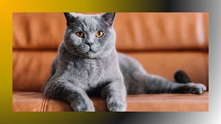 Discovering the Chartreux Cat Breed A Guide to the Gentle Giants of the Feline World [upl. by Yniatirb]