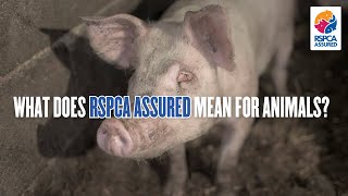 What does the RSPCA logo guarantee for animals  RSPCA EXPOSED [upl. by Merfe158]