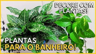 10 PLANTAS PARA DECORAR O BANHEIRO [upl. by Anilat879]